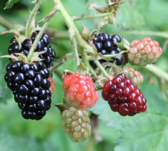 Blackberry Fruit Live Layering Plant