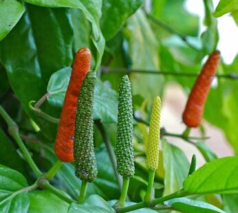 Thippali or Pippalli/Long Pepper (Piper longum Linn) Medicinal Plant