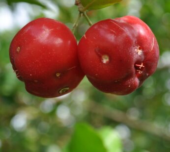 Barbados cherry Live Plant