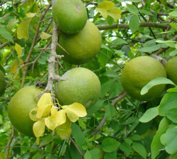 Bael Plant (Aegle marmelos) “Koovalam/Bengal quince Medicinal Live Plant