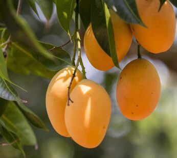 Mango – Grafted Alphonso (Hapus) Ratnagiri Mango Live Plant