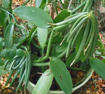 Vanilla Live Plant (Vanilla planifolia) Rooted Vine Plant