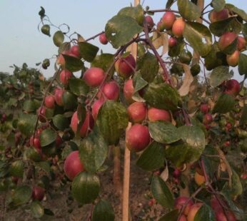 Ber Apple Red sundari Indian jujube Grafted Live Plant