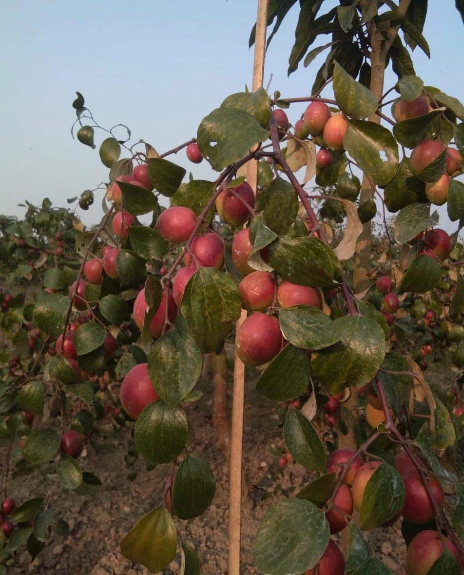 Ber Apple Red sundari Indian jujube Grafted Live Plant