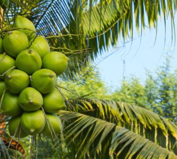 Coconut -Dwarf Coconut”18th Patta” Live Plant Kerala Coconut Tree Plant