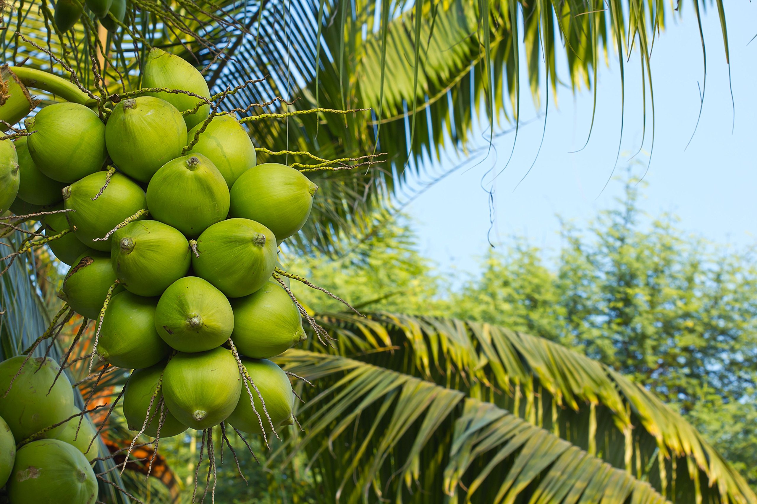 Coconut -Dwarf Coconut”18th Patta” Live Plant Kerala Coconut Tree Plant