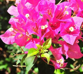 Bougainvillea – Pink Bougainvillea Paper Flower Live Plant