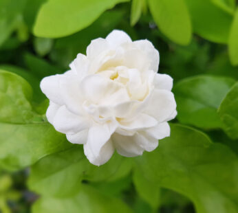 Arabian Jasmine Dwarf Fragrant Flower Live Plant