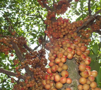 Mooty Fruit Baccaurea courtallensis Healthy Seedling Live Plant