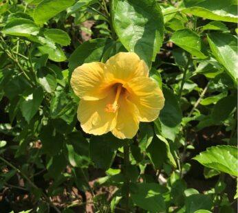 Hibiscus – Yellow Hibiscus Single Petal Flower Live Plant