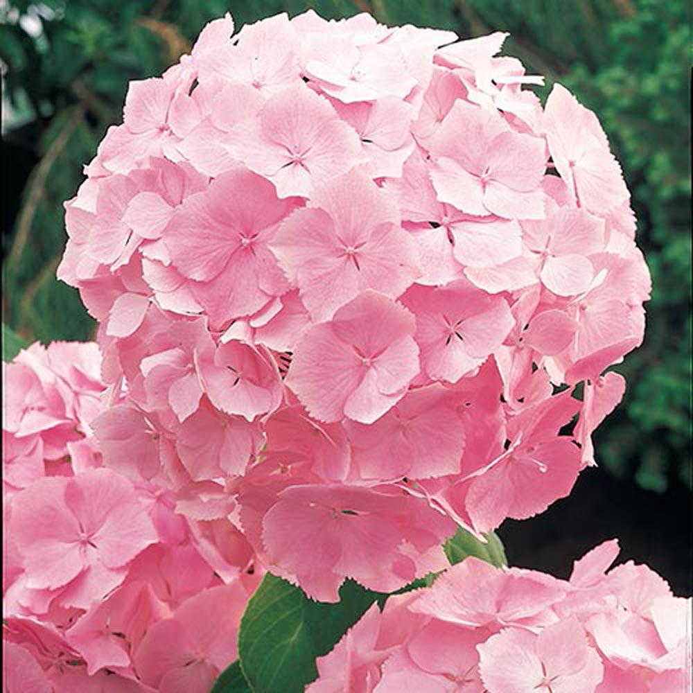 Hydrangea -Pink Hydrangea Flower Healthy Live Plant