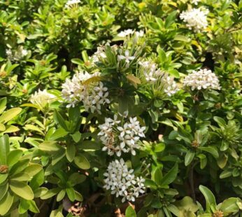 Ixora Miniature – White Ixora Flower Live Plant