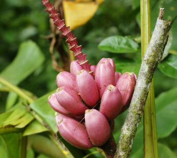 Banana Pink Banana Musa velutina Live Plant