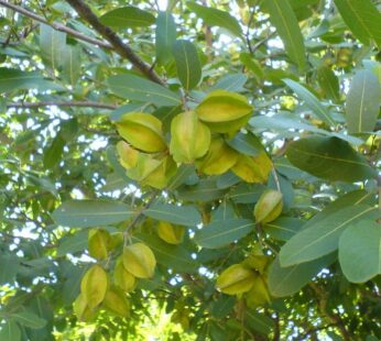 Terminalia arjuna (Maruthu/Neermaruthu/Marutham/Arjuna Tree) Live Plant