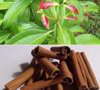 Cinnamon Dalchini Spice Healthy Live Plant