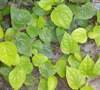 Betel Leaf (Piper betle) Medicinal Herb Live Plant