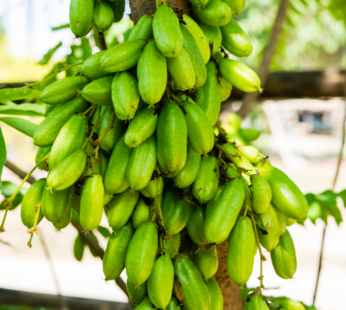 Bilimbi Averrhoa bilimbi Cucumber Tree Healthy Live Fruit Plant