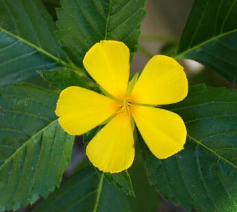 Yellow Alder Turnera ulmifolia Flower Live Plant