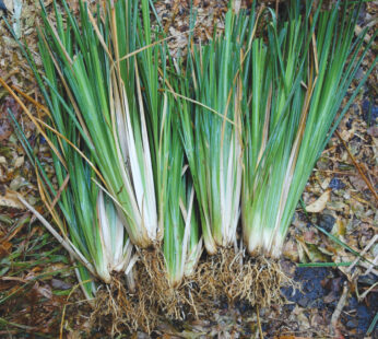 Vetiver Plant Ramacham Chrysopogon zizanoides Healthy Medicinal Live Plant