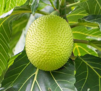 Breadfruit Artocarpus altilis Layering Live Plant