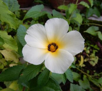 White Buttercup  Turnera subulata Flower Live Plant