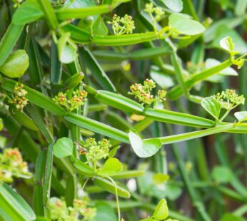 Devil’s Backbone Cissus Quadrangularis Healthy Medicinal Live Plant