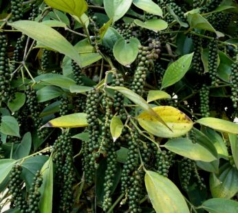 Black Pepper ” Karimunda” Small Healthy Plant