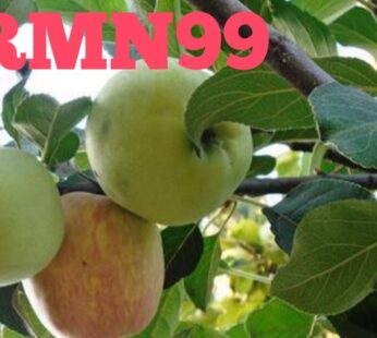 Apple Hot climate HRMN99 Live Plant