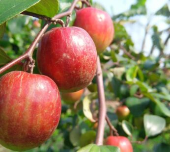 Ber Apple Kashmiri Round Indian jujube Grafted Live Plant