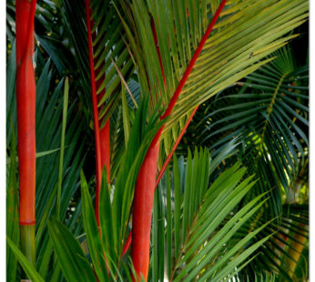 Red Palm Cyrtostachys renda lipstick palm Small Live Plant