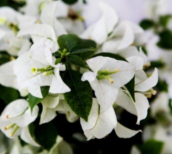 Bougainvillea – White Bougainvillea Paper Flower Live Plant