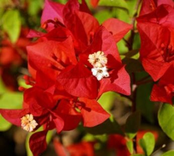 Bougainvillea – Red Bougainvillea Paper Flower Live Plant