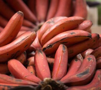 Banana “Red Banana” Tissue Culture Live Plant