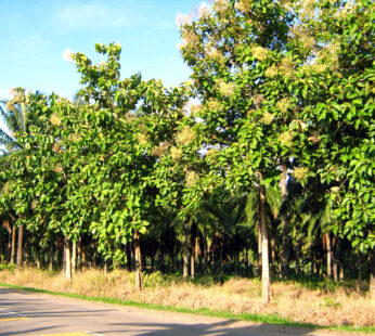 Teak Green Tectona Grandis Tree Healthy Live Plant