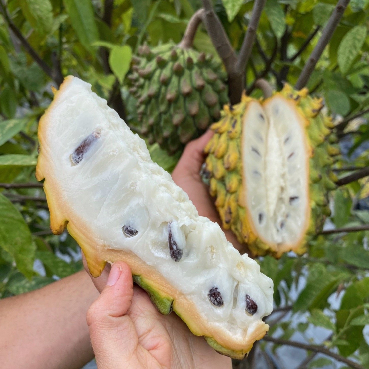 Rollinia deliciosa Wild-Sugar Apple Seedling Live Plant