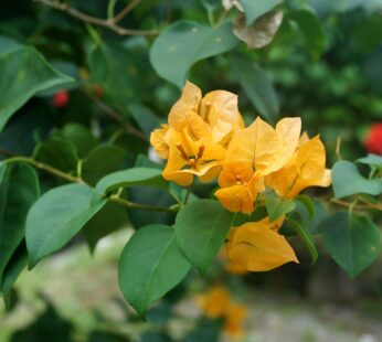 Bougainvillea – Yellow Bougainvillea Paper Flower Live Plant